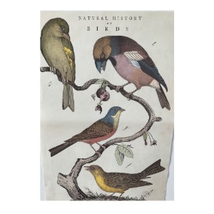 [Cavallini]카발리니 포스터 Natural history birds